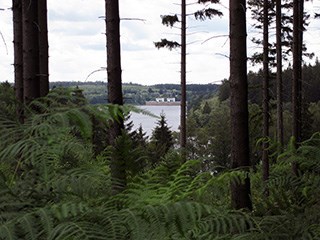 raerener_Wald