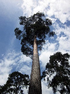 raerener_wald4