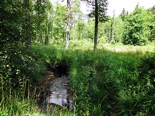 raerener_wald5