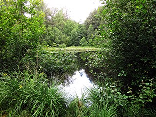 raerener_wald6