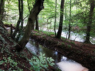 raerener_wald8