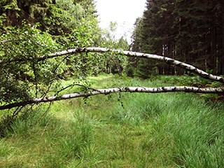 raerener_wald_3