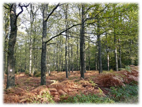 talspereemospert_7