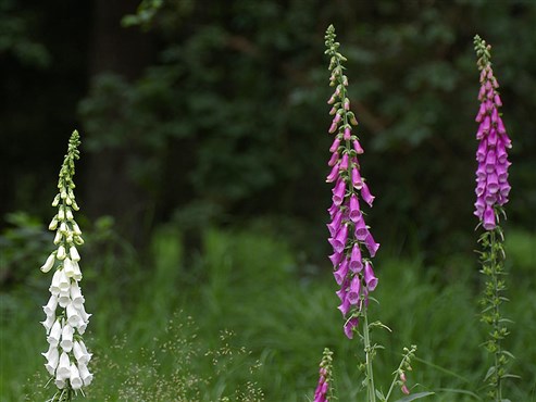 Roter Fingerhut (Digitalis purpurea)