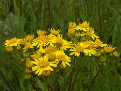 Jakobskreuzkraut (Senecio jacobea)