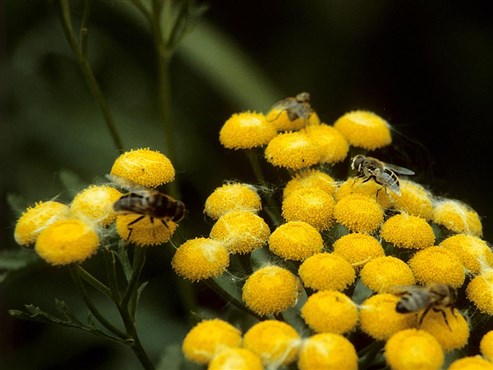 Rainfarn (Tanacetum vulgare)