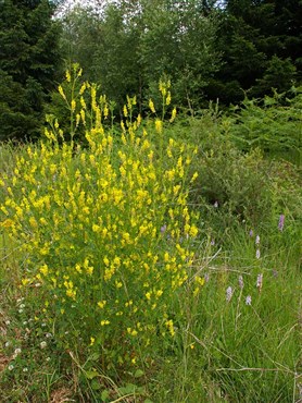 Echter (oder gelber) Steinklee (Meliotus officinalis)