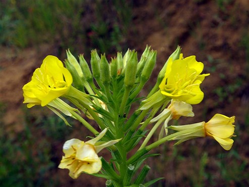 Gewöhnliche Nachtkerze (Oenothera biennis)