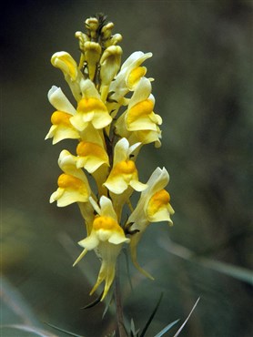 Echtes Leinkraut (Linaria vulgaris)