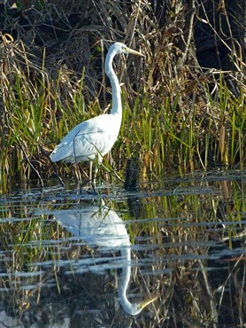 Silberreiher (Casmerodius albus)