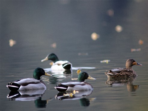 Stockente (Anas platyrhynchos)