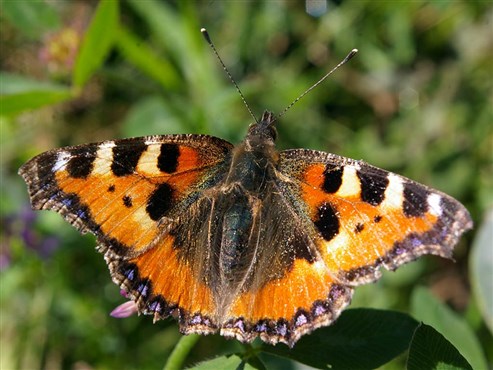 Kleiner Fuchs (Aglais urticae)