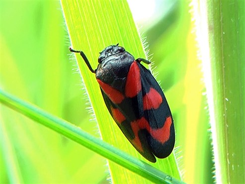 Gemeine Blutzikade (Cercopis vulnerata)