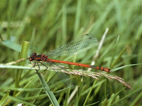 Frühe Adonislibelle (Pyrrhosoma nymphula)