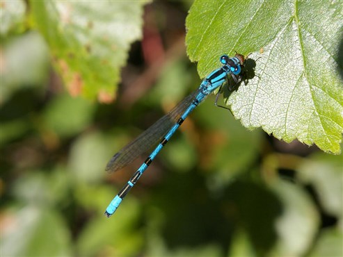 Gemeine Becherjungfer (Enallagma cyathigerum)