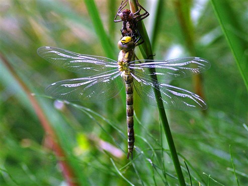 Blaugrüne Mosaikjungfer (Aeschnia cyanea)