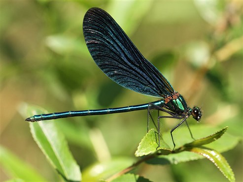 Blauflügel-Prachtlibelle (Calopteryx virgo)