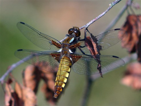 Plattbauch (Libellula depressa)