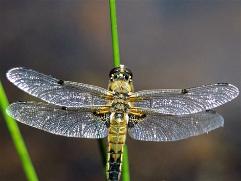 Vierfleck Libellula (quadrimaculata)
