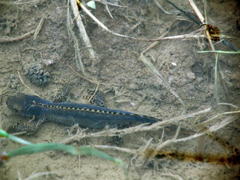 Bergmolch (Triturus alpestris)