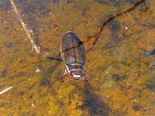Gelbrandkäfer (Dytiscus marginalus)