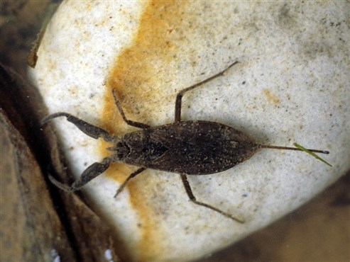 Wasserskorpion (Nepa rubra)
