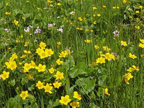 Hahnenfußgewächs – Sumpfdotterblume (Caltha palustris)