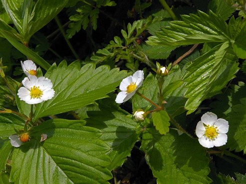 Rosengewächs – Walderdbeere (Fragaria vesca)