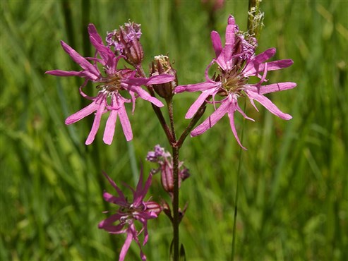 2.	Nelkengewächs – Kuckuckslichtnelke (Lychnis flos-cuculi)