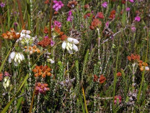Heidekrautgewächs – Glockenheide (Erica tetralis)