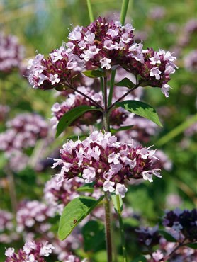 Lippenblütengewächs – Wilder (Gewöhnlicher) Dost (Origanum vulgare)