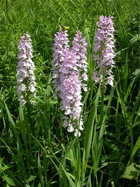 Orchidee – Geflecktes Knabenkraut (Dactylorhiza maculata)