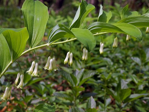 Spargelgewächs – Vielblütige Weißwurz (Polygonatum multiflorum)