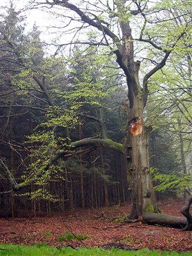 Rotbuche (Fagus sylvatica)