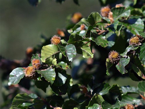 Rotbuche Frucht