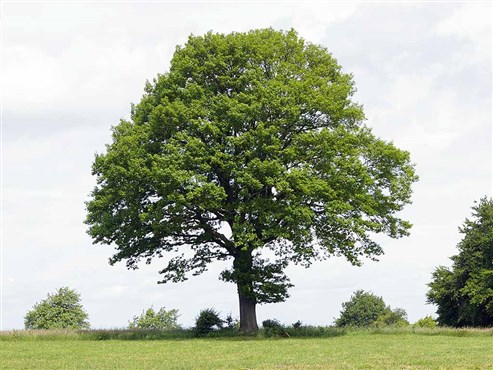 Stieleiche (Quercus robur)