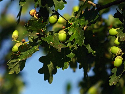 Stieleiche Frucht