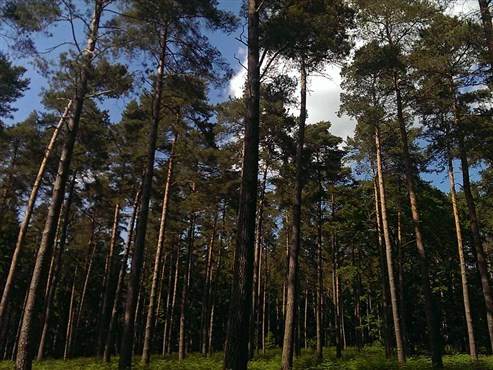 Waldkiefer (Pinus silvestris)