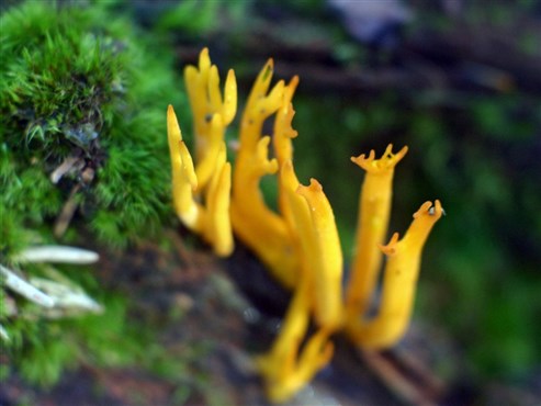 Pilze (im Foto: Laubholzhörnling – Calocera cornea)