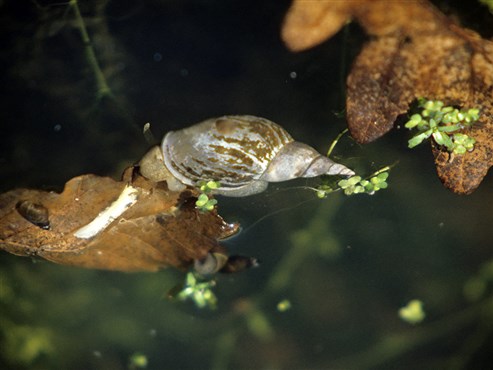 Spitzschlammschnecke (Lymnaea stagnalis)