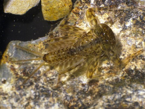 Eintagsfliegenlarve (Ecdyonurus dispar)