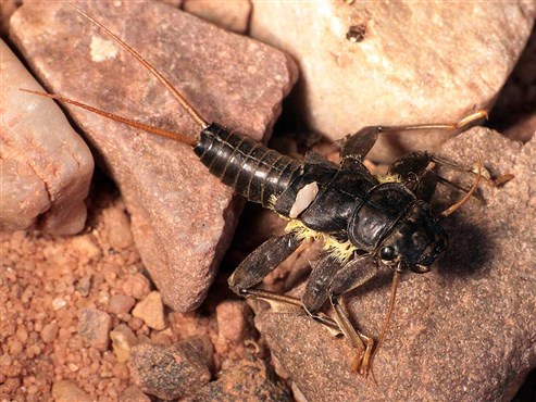 Steinfliegenlarve (Isoperla grammatica)