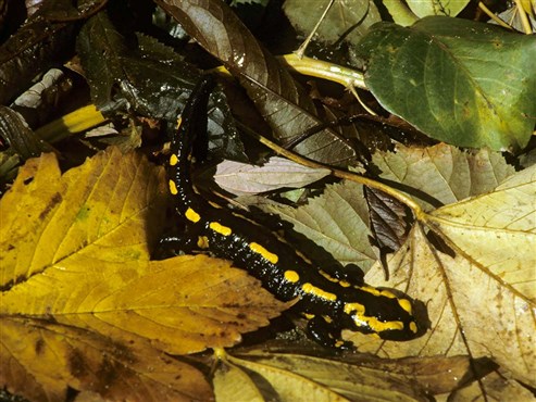 Feuersalamander (Salamandra salamandra)