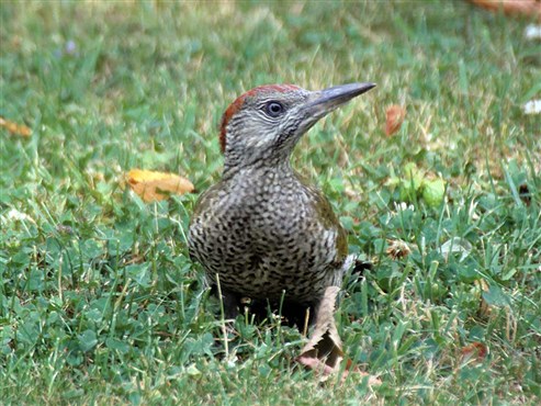Grünspecht (Picus viridis)