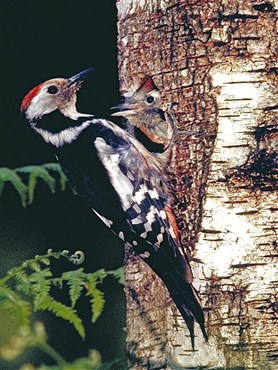 Mittelspecht (Leiopicus medius)