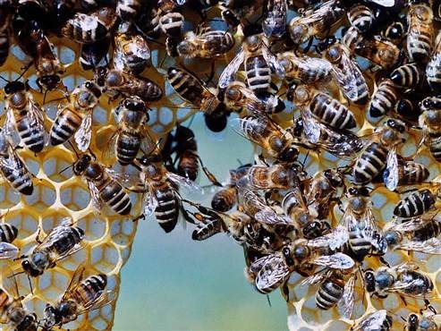 Bienen als Baumeister