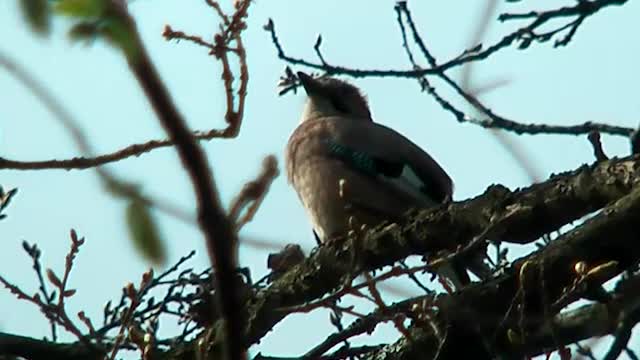 Eichelhäher (Garrulus glandarius)