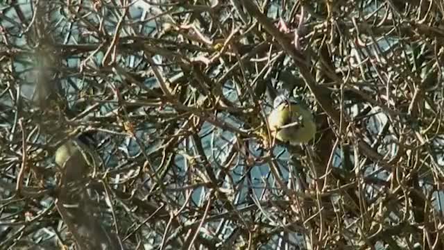 Blaumeise (Parus caeruleus)
