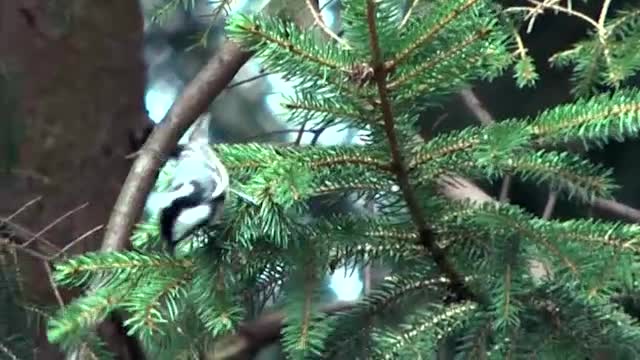 Tannenmeise (Parus ater)