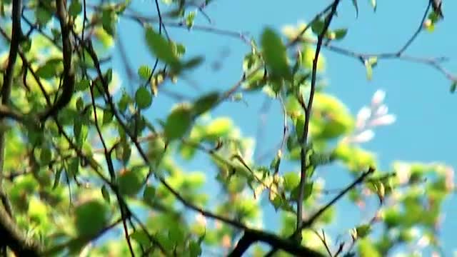 Waldlaubsänger (Phylloscopus sibilatrix)